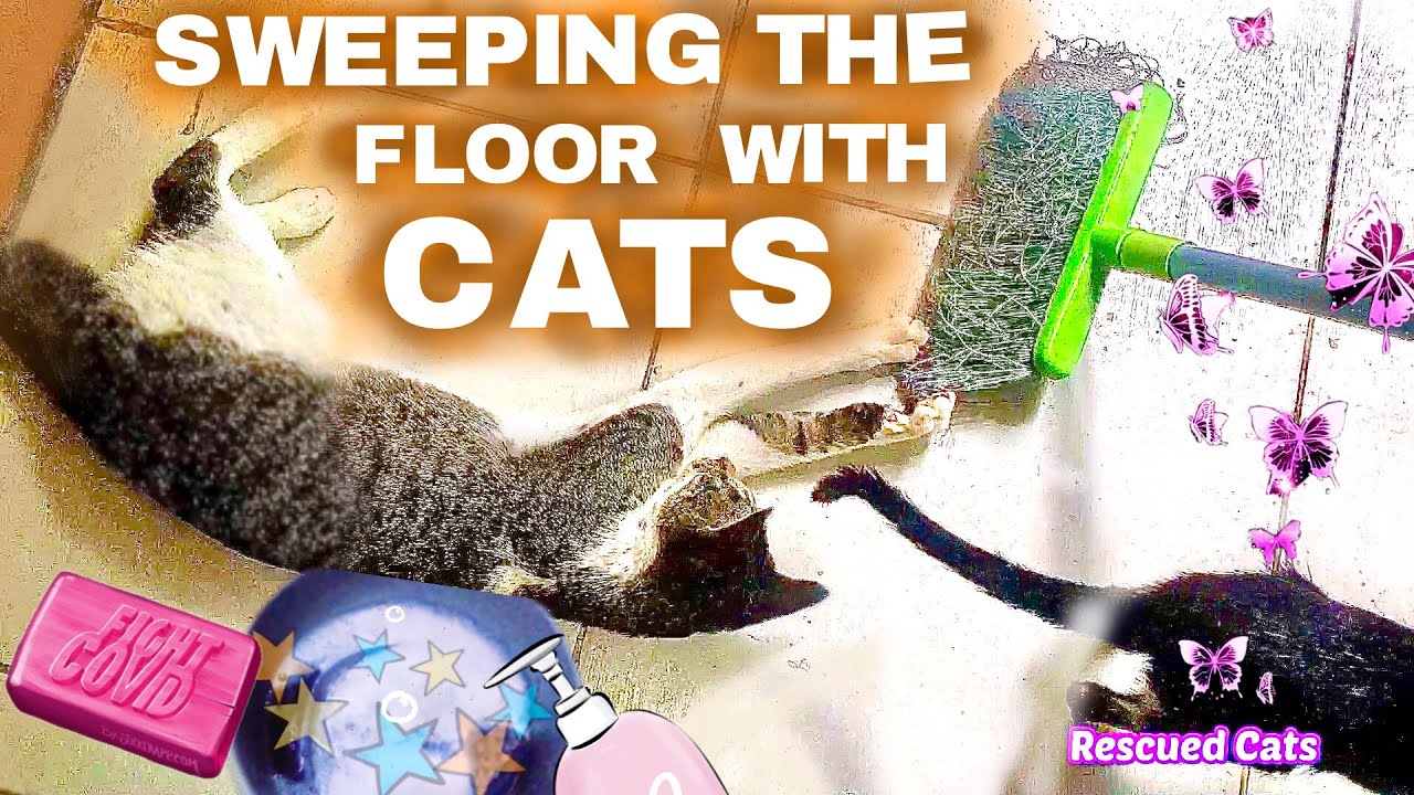 26 Cleaning with Cats. Doing Cat Laundry. YouTube