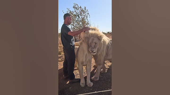 Man Feeds Eggs to WHITE LIONS #fun #cat #wildlife