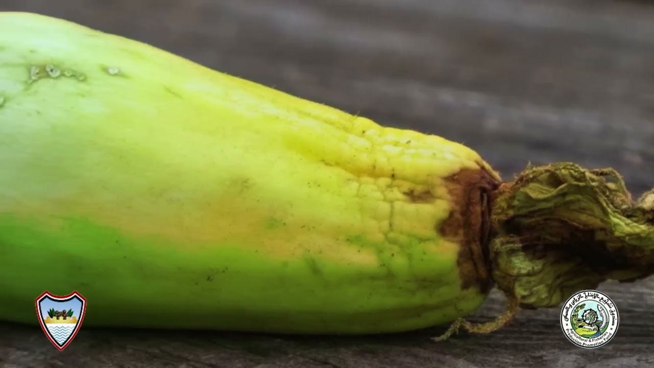  اصفرار  وموت ثمار. الكوسا  الاسباب الوقاية ١٢ يناير ٢٠٢٦