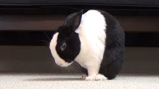 Rabbit pretty boy swag