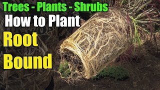 How to Plant Trees and Shrubs