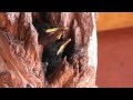 Bird feed babies in busy reception area