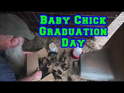 Baby Chick Graduation Day | Duck Visitors | Arkansas Homestead Chicken Breeding