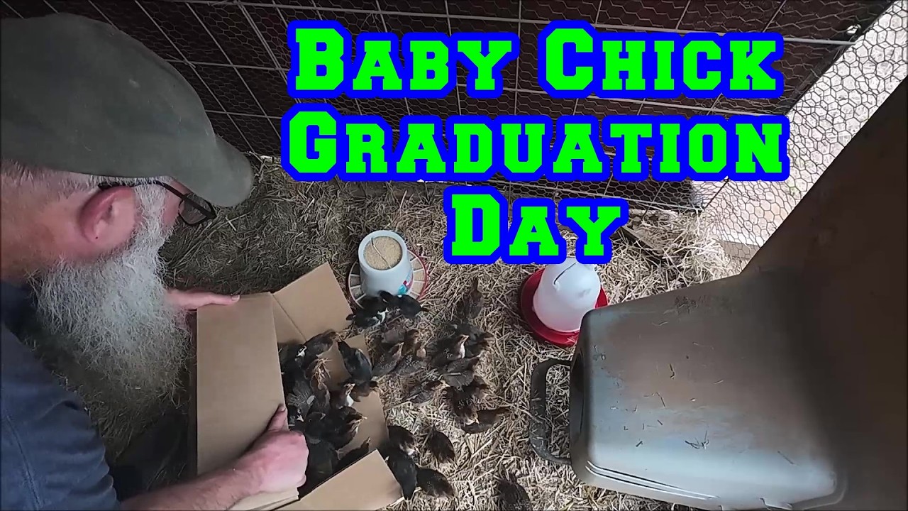 Baby Chick Graduation Day | Duck Visitors | Arkansas Homestead Chicken Breeding