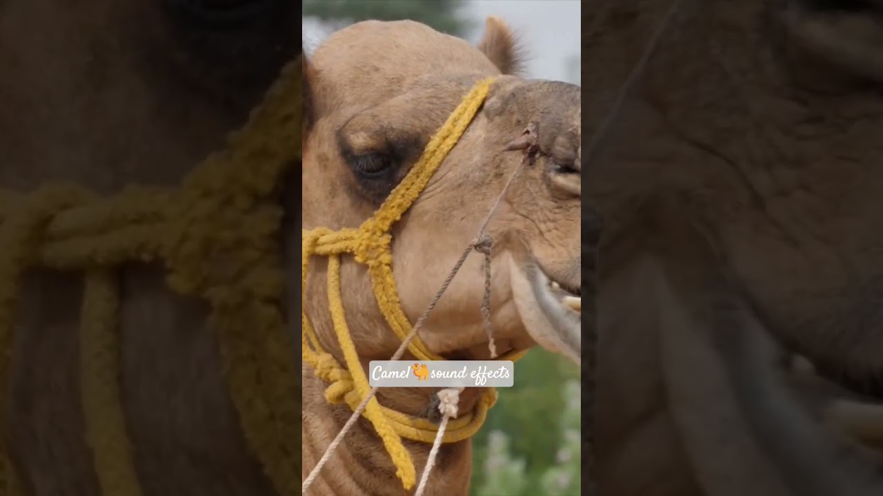 Camel Sound Effects 🐫🔊 | Real Grunts, Moans & Desert Calls in HD Audio