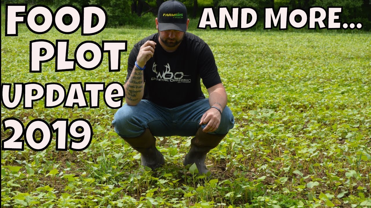 Iron Clay Cow Peas, Buck wheat Deer Food Plot Updates...AND MORE! YouTube