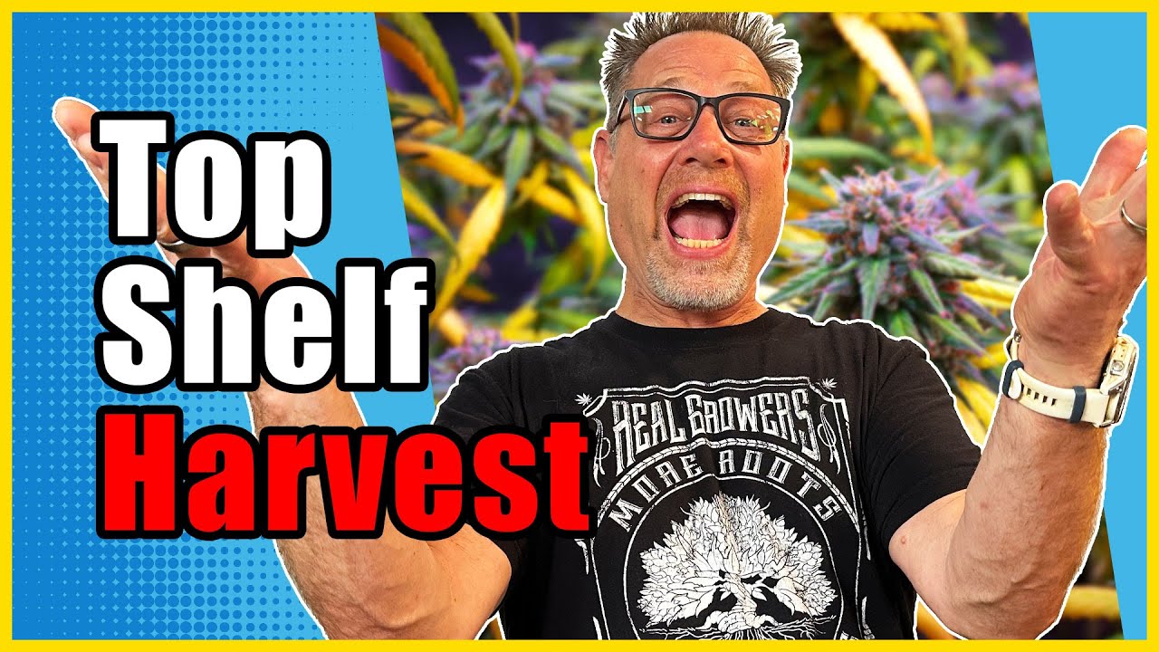 Cannabis Harvesting Tips for Maximum Potency