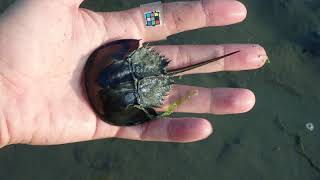 Sorseshoe Crab | カブトガニ | Tachypleus tridentatus