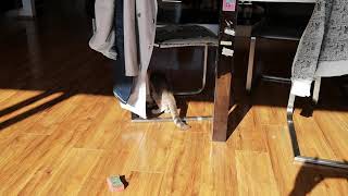 Peřinka A Houbička