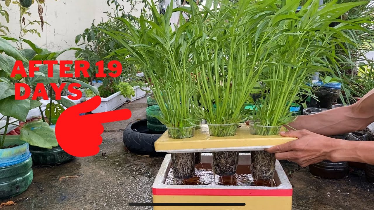 Trồng Rau Muống Trong Thùng Xốp Với Nước Cực Dễ @GardenMixed