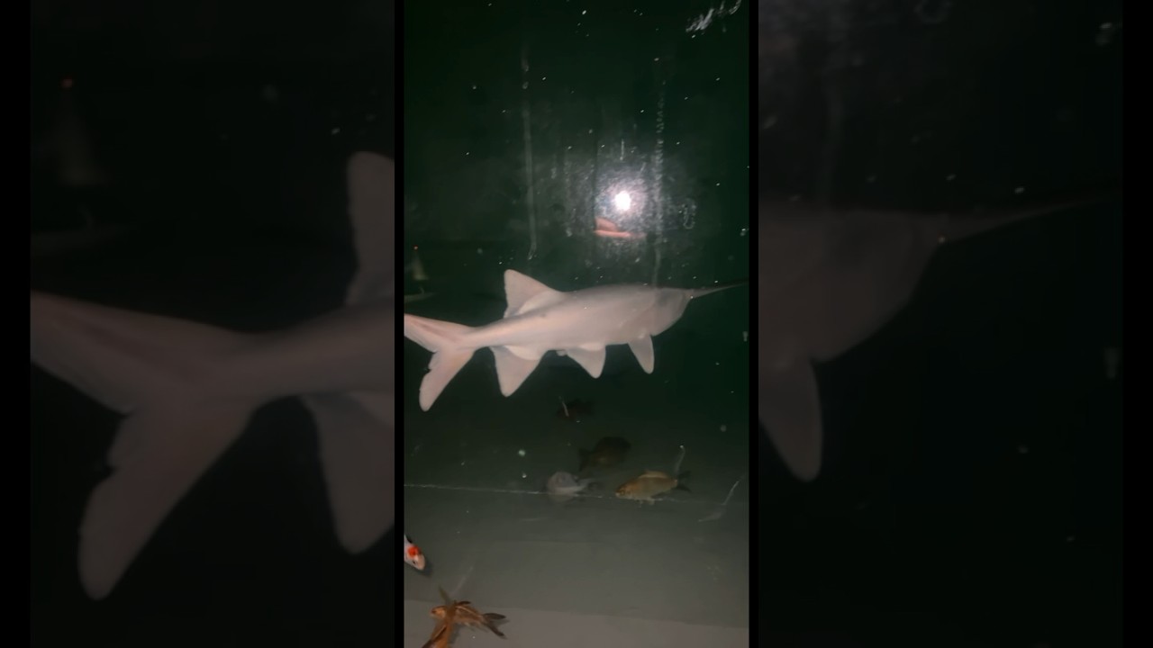 WORLD’S RAREST FISH ($10,000)