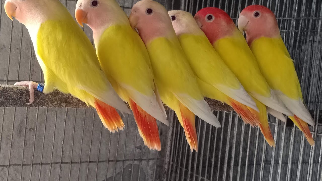 ৭০০+ বাচ্চা উৎপাদন। বাংলাদেশ সব চেয়ে লাভবার্ড পাখি খামার। jungle aviary তে।