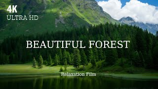 Beautiful Forest 4K • Relaxing Nature Film with Forest Sounds (30 min)