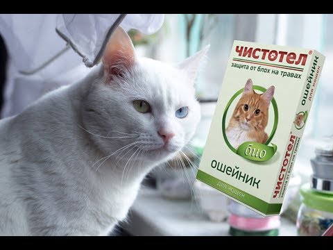 отзыв ошейник для кошек и котов чистотел