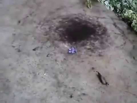 ظاهرة هلاك مستعمرات النمل بشكل مفاجئ تعاود الظهور شاهد منحنى الموت