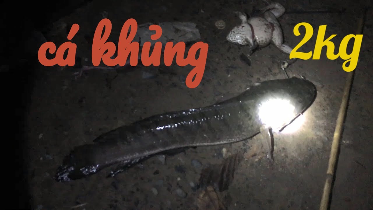 Ловля змееголова с утками #ловля сомов в Донгтапе #Эпизод 224 #ловушка для змей в Донгтапе