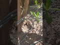 شاهد القط يستيقظ من النوم سبحان الله