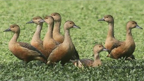 Playing Lesser whistling duck in Faridpur,  Bangladesh