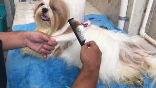 Le corte el pelo a mi Perro | DIY | La Casita de los Shih Tzu