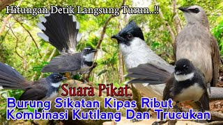 Suara Pikat Burung Sikatan Kipas Ribut. Kombinasi Kutilang Dan Trucukan. Dijamin Ampuh..