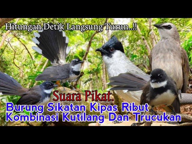 Suara Pikat Burung Sikatan Kipas Ribut. Kombinasi Kutilang Dan Trucukan. Dijamin Ampuh.. class=