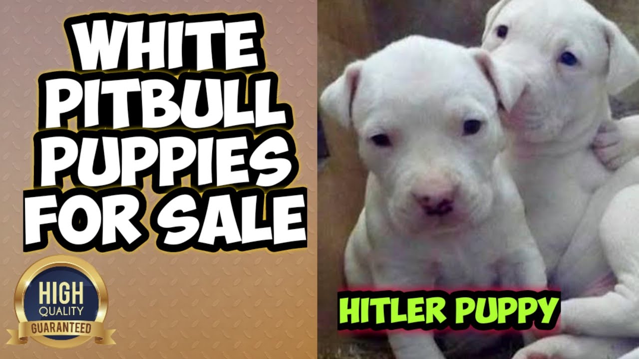 rare pitbull puppies for sale