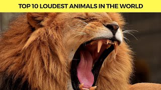 Top 10 loudest animals in the world (Top 10 series)