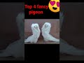 Top four fancy pigeon not   for sale viral top pigeon