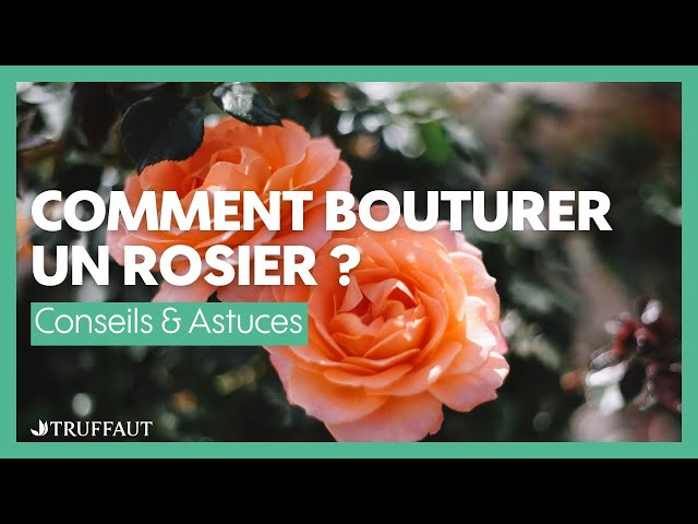 Comment faire son hormone de bouturage maison ? - Mon Coach Jardin