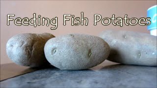 Feeding Fish Potato | How Potatoes Help