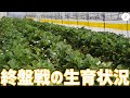 【いちご栽培】収穫期の終盤戦の生育状況を観察
