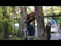 Орангутан Дана пристает к киперу) Тайган Orangutan Dana flirts with the keeper) Taigan