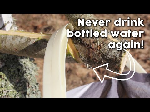 How We Tap Birch Trees For Nature's Purest Water!