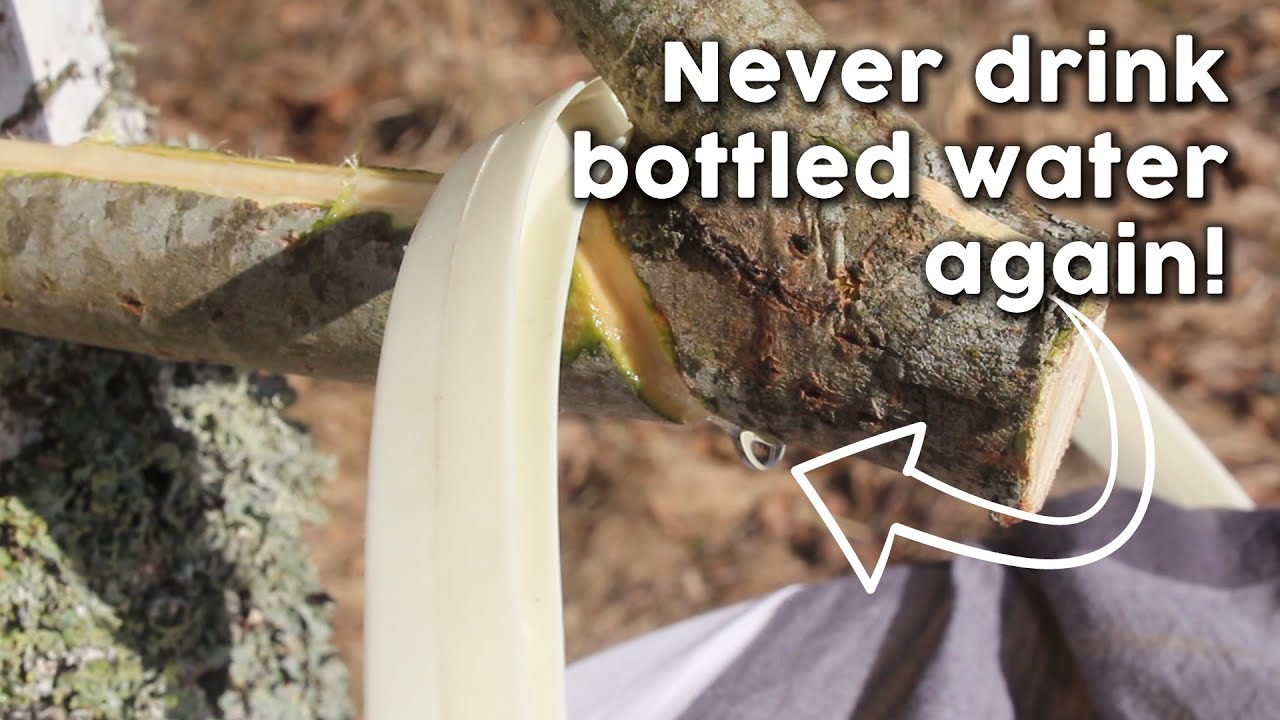 How to tap birch trees for drinkable sap - Men's Journal