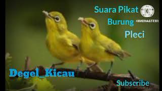 SUARA PLECI RIBUT COCOK UNTUK PIKAT DAN PANCINGAN BURUNG PLECI LIAR...||, @Degel_kicau