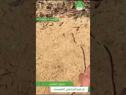 وصف جذور النخيل