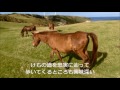 与那国島　東崎の与那国馬　3/3　シャワーを浴びる与那国馬