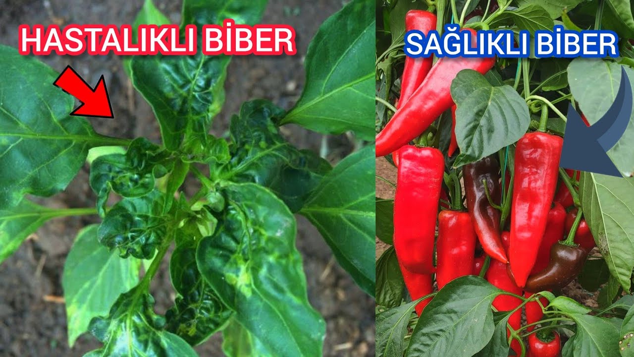 Bunlara Dikkat Etmezseniz Biberden Verim Alamazsınız🌶Biber Yaprakları
