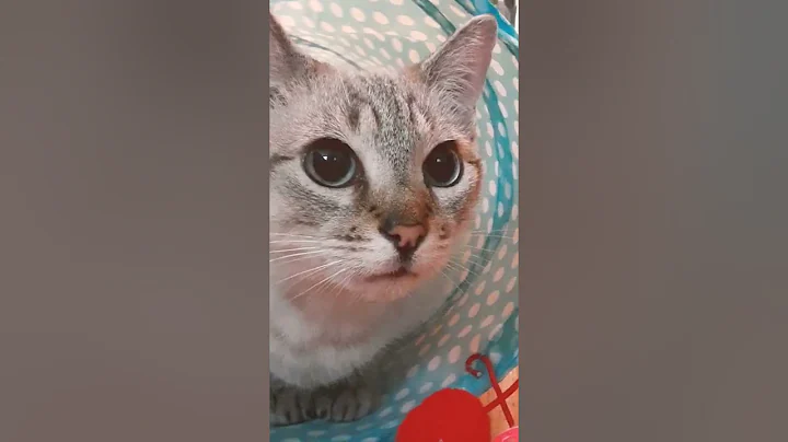 Video 952741: lynx point siamese, lynx playing, cat