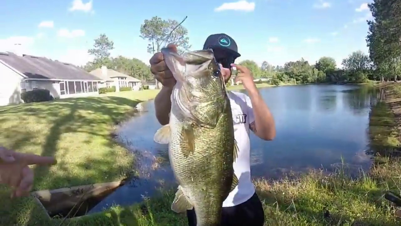 Bass Fishing Jacksonville Fl : Florida Bass Fishing Bass Fishing Florida Charters For Trophy