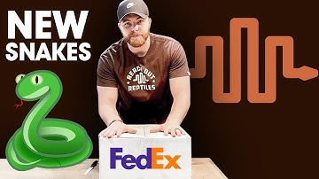 HUGE Super Dwarf Retic UNBOXING! (Reach Out Reptiles)