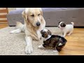 Golden retriever meets adorable puppies for the first time