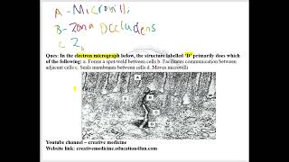 Cell Adhesion and Cell Junction MCQ mp4