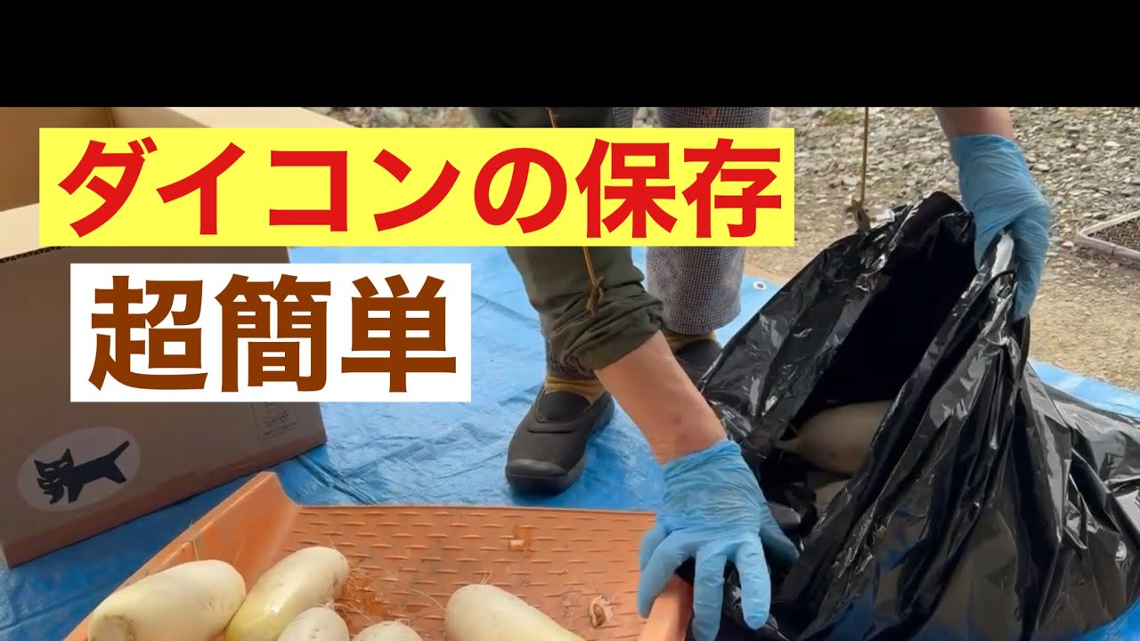田舎暮らしの日常　大根の超簡単保存方法を解説します　洗って袋に入れるだけで春まで完璧保存　飛騨の山奥での生活