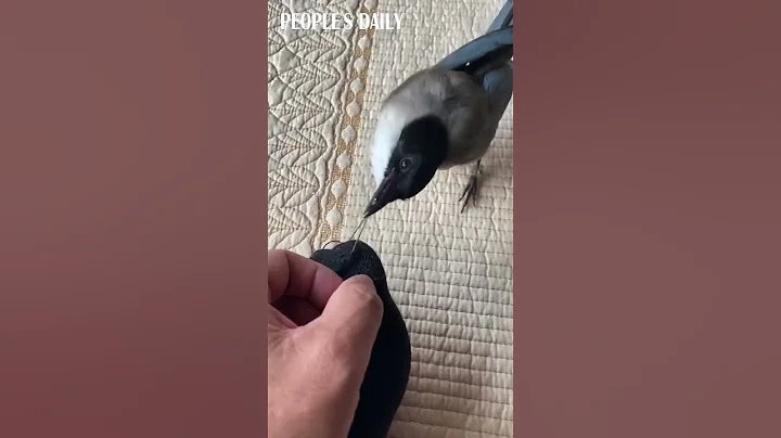 The recovering azure-winged magpie loves to help his rescuer sew socks. - DayDayNews