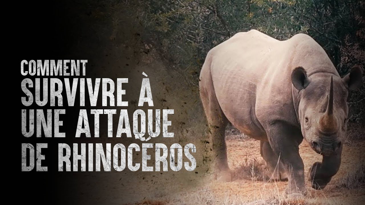 Comment survivre à une attaque de rhinocéros
