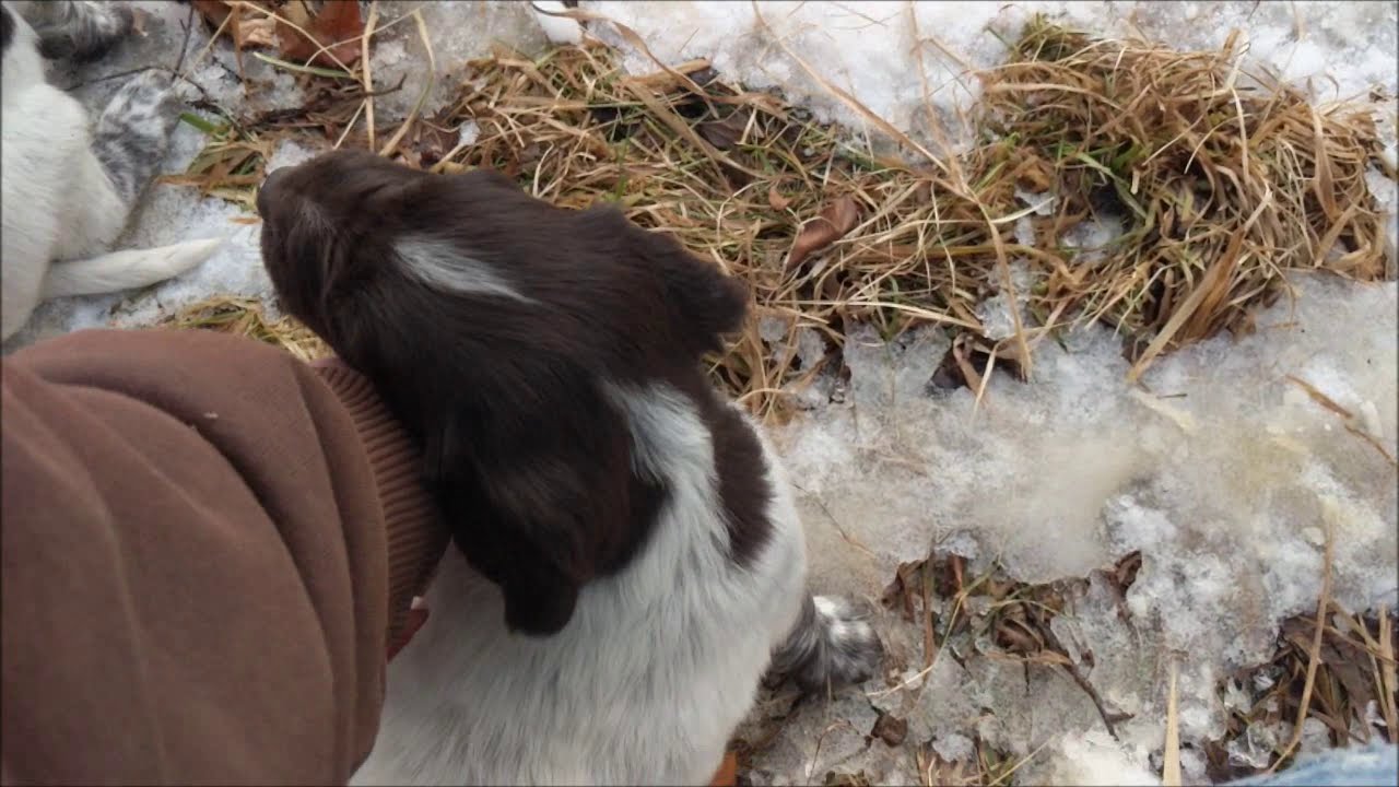 Update 2/1: Here is a short video of both litters out running around.