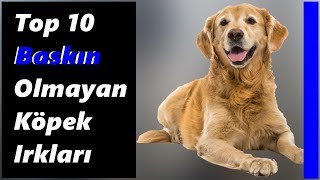 Top 10 Baskn olmayan Kpek Irklar