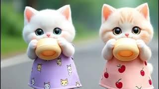 Cute kittens siping milk on the roads wearing cute clothes dudi dudi dum dum
