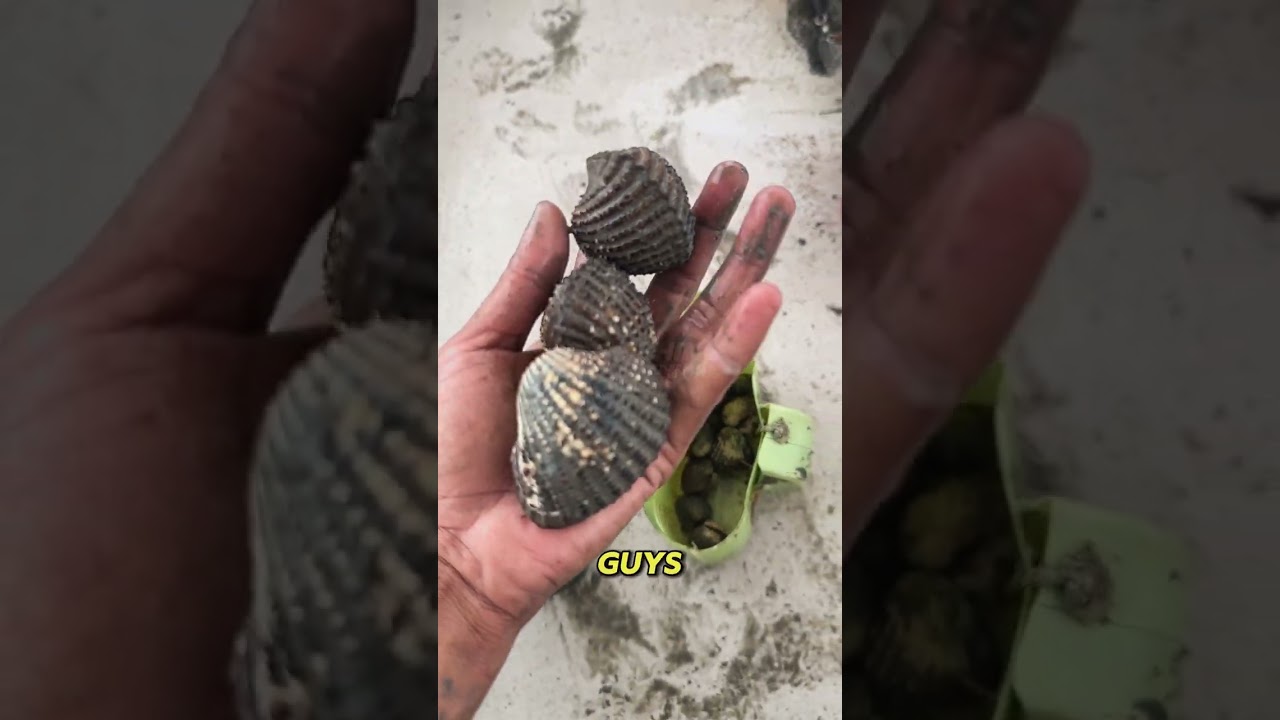 Menjaring udang dan mencari kerang dan lokan ( CATCH AND COOK)